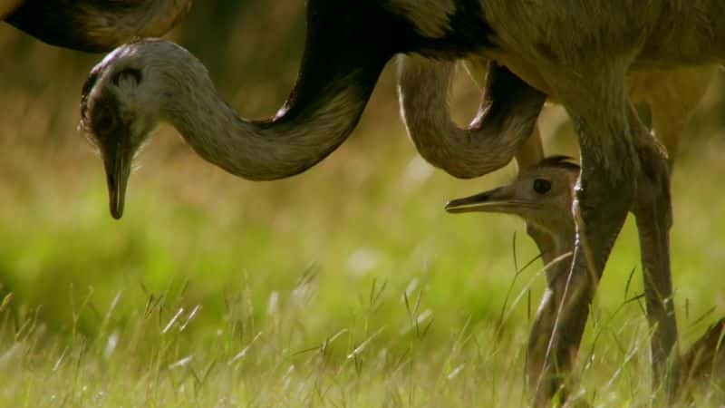 ¼ƬյĴ Attenborough's Big BirdsĻ/Ļ