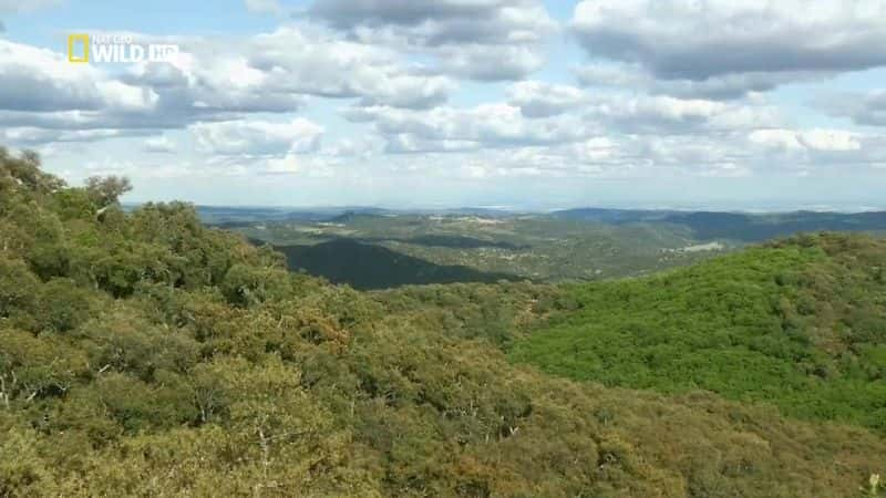 ¼ƬWildMedĵкɭ WildMed: The Last Mediterranean ForestĻ/Ļ