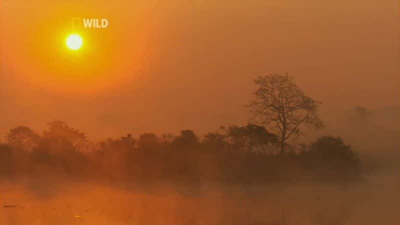 ¼ƬҰӡȣҵ Wild India (National Geographic)Ļ/Ļ