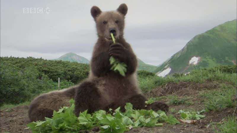 ¼ƬӰ뵺ˣ The Bear Man of Kamchatka: HDĻ/Ļ