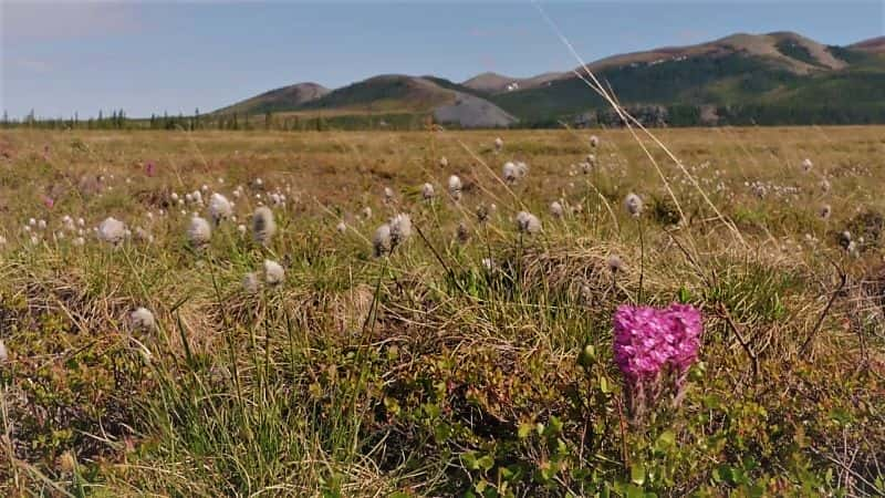 ¼ƬյҰܶ Yukons: Wild Grizzlies1080P-Ļ/Ļ