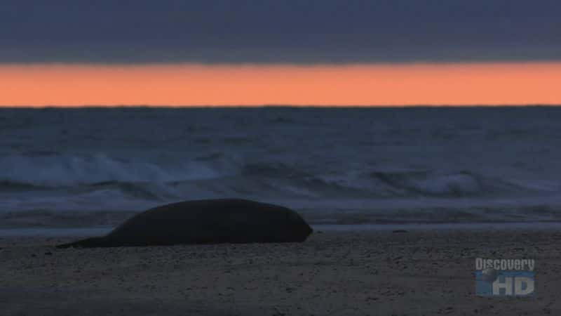 ¼Ƭ͢ Argentinean Seal PupsĻ/Ļ