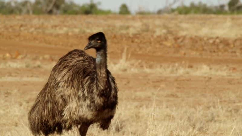 ¼ƬյĴ Attenborough's Big BirdsĻ/Ļ