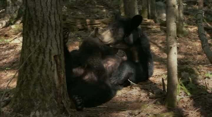 ¼ƬҺһ The Bear Family and MeĻ/Ļ