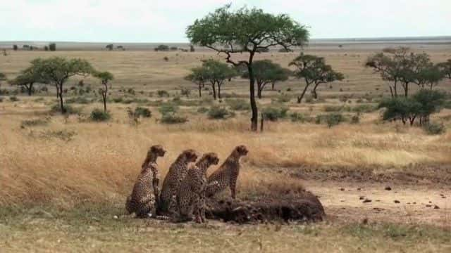 纪录片《美丽的塞伦盖蒂 Beautiful Serengeti》[无字] [BT][DVD画质]资源下载