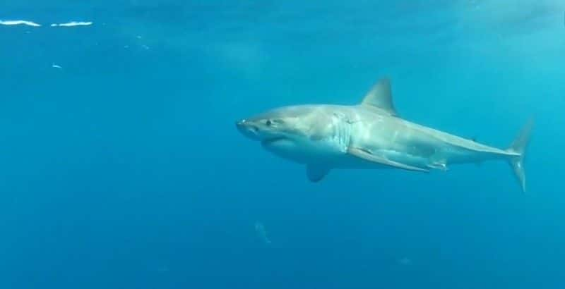 ¼ƬĴǵв Australia's Shark Menaceȫ1-Ļ/Ļ