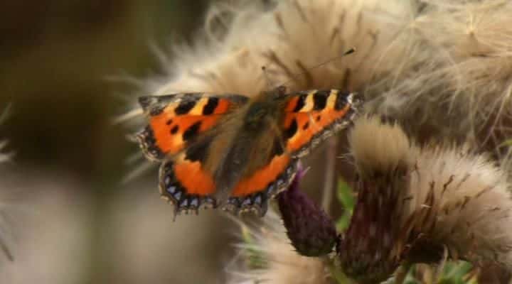 ¼ƬҰеϵ 1 Wild Britain Series 1ȫ6-Ļ/Ļ