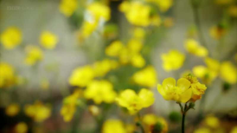 ¼ƬӲݵ漣 (BBC) The Wonder of Weeds (BBC)ȫ1-Ļ/Ļ