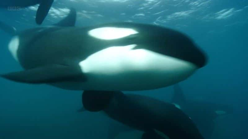 ¼Ƭ뻢һӾŮ (BBC 1080p) The Woman who Swims with Killer Whales (BBC 1080p)1080Pȫ1-Ļ/Ļ