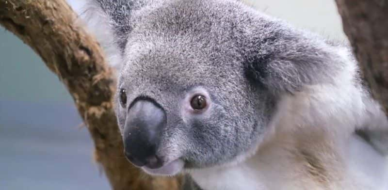 ¼ƬĴǵҰ֮ Australia's Wildlife: After the Fires1080P-Ļ/Ļ