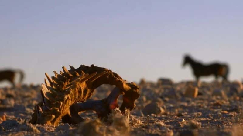 ¼Ƭ޿ҰײɳĮ Africas Wild West: Stallions of the Namib Desert1080P-Ļ/Ļ