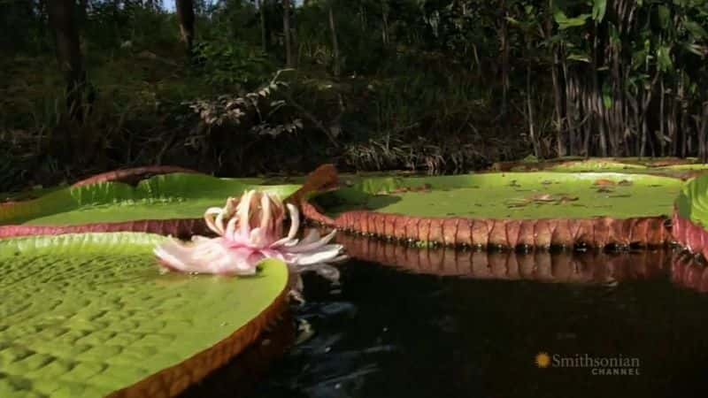 ¼Ƭѷ Amazon River CrocsĻ/Ļ