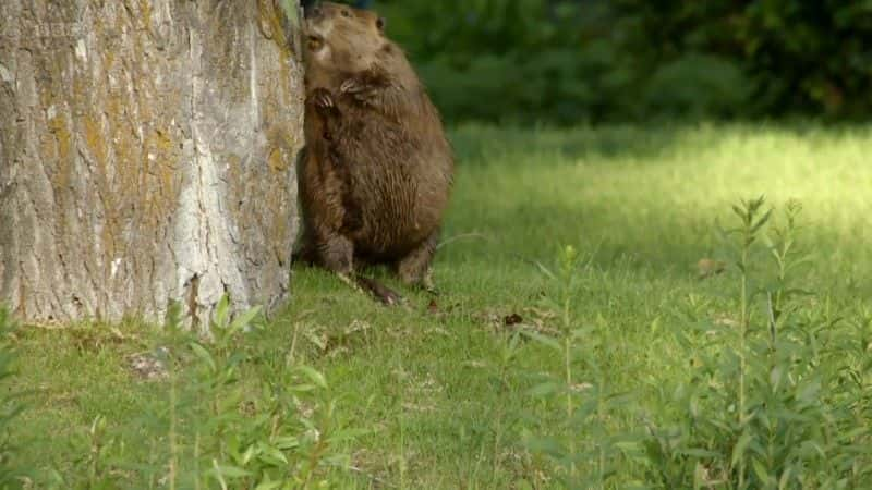 ¼ƬΪ (BBC) Beavers Behaving Badly (BBC)1080Pȫ1-Ļ/Ļ