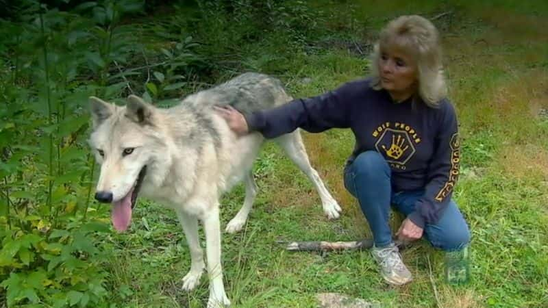 ¼Ƭ˭´Ұ Whos Afraid of the Big Wild Wolf1080P-Ļ/Ļ