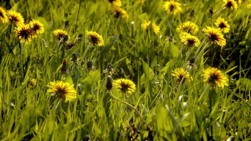 ¼ƬӲݵ漣 (BBC) The Wonder of Weeds (BBC)ȫ1-Ļ/Ļ