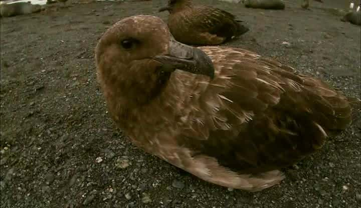 ¼Ƭϼ - Ұ Antarctica Dreaming - Wildlife on IceĻ/Ļ