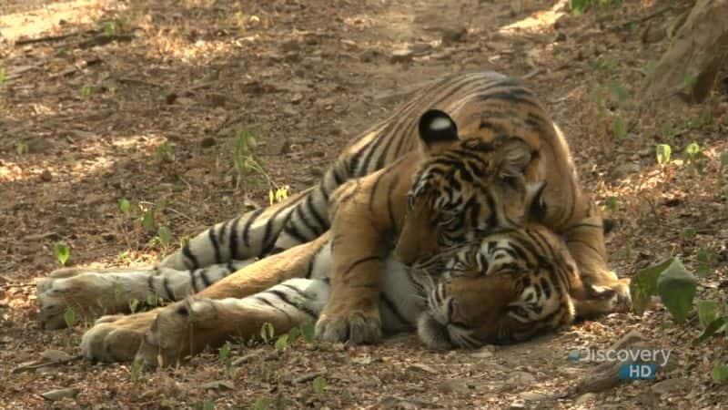 ¼Ƭϼĸ A Bengal Tiger's Motherly LoveĻ/Ļ