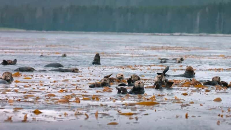 ¼Ƭ˹ӵ Alaskan Summer1080P-Ļ/Ļ