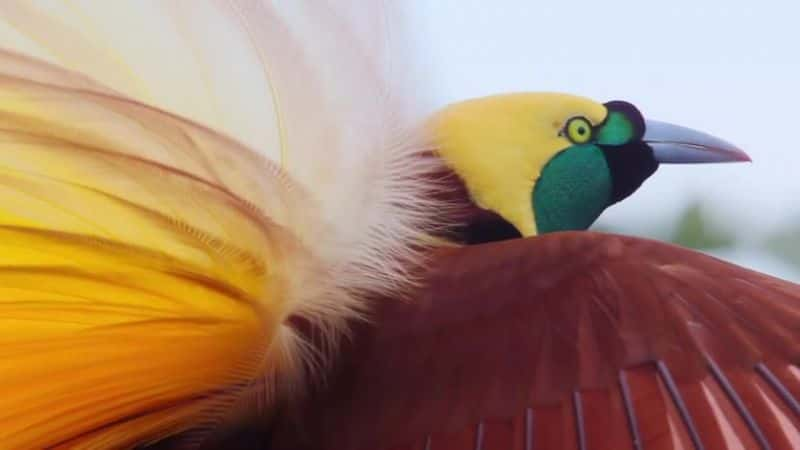 纪录片《阿滕伯勒的天堂鸟 Attenborough's Paradise Birds》[无字][BT][720P]资源下载