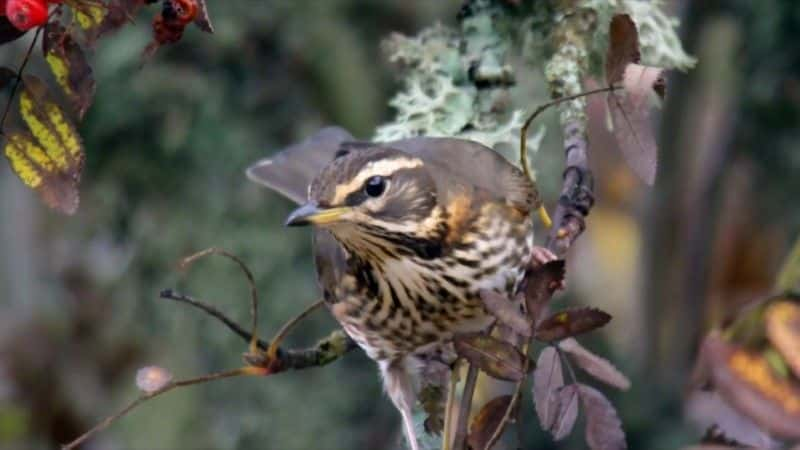 ¼Ƭ2020 ＾۲ Autumnwatch 20201080Pȫ8-Ļ/Ļ