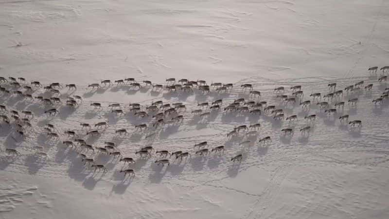 ¼Ƭȫϴѱ¹Ǩ (BBC) All Aboard: The Great Reindeer Migration (BBC)1080P-Ļ/Ļ