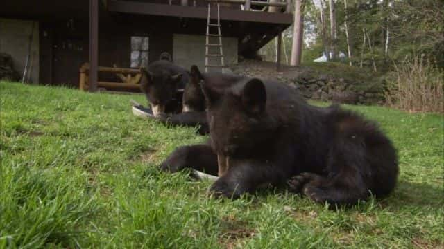 ¼Ƭ (BBC) Bearwalker of the Northwoods (BBC)1080Pȫ1-Ļ/Ļ