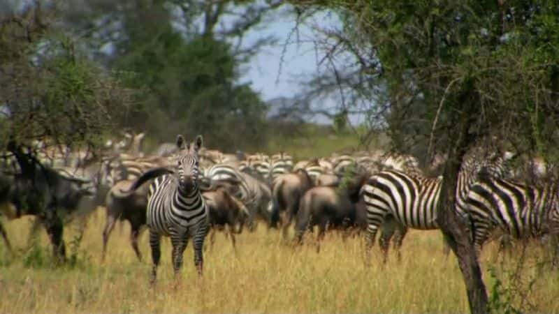 ¼Ƭð (ITV) African Balloon Adventure (ITV)ȫ3-Ļ/Ļ