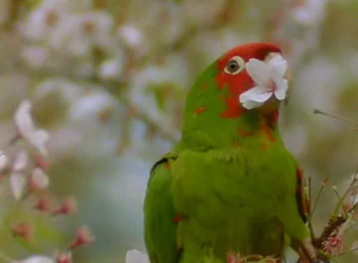 ¼Ƭ籨ɽҰ The Wild Parrots of Telegraph Hillȫ1-Ļ/Ļ