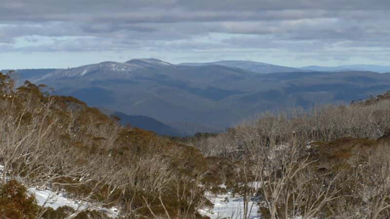 ¼ƬĴҰࣺϵ 1 Wild Birds of Australia: Series 11080P-Ļ/Ļ