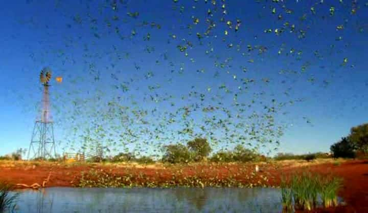 ¼ƬĴ֮ Australia Land of Parrotsȫ1-Ļ/Ļ