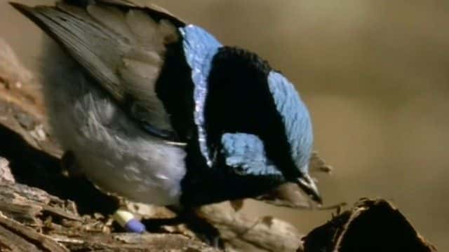 ¼Ƭյĸ漣 Attenborough's Wonder of Song1080Pȫ1-Ļ/Ļ