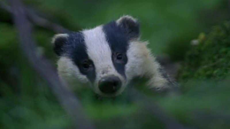 ¼Ƭⵣɪص (BBC) Badgers: Secrets of the Sett (BBC)Ļ/Ļ