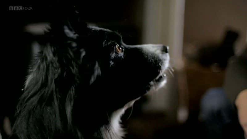 ¼Ƭƽ߹ָϣBBC Woof: A Horizon Guide to Dogs (BBC)ȫ1-Ļ/Ļ