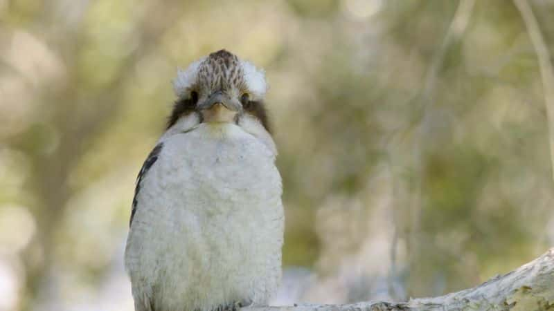 ¼ƬĴҰࣺϵ 1 Wild Birds of Australia: Series 11080P-Ļ/Ļ