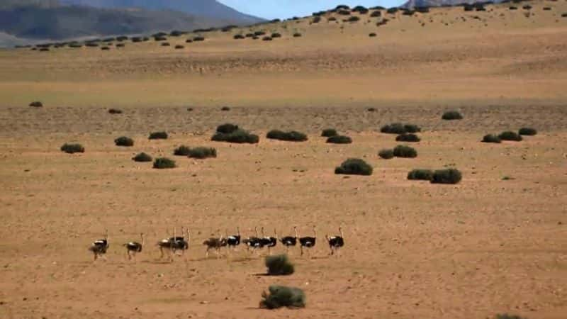 ¼Ƭ޿ҰײɳĮ Africas Wild West: Stallions of the Namib Desert1080P-Ļ/Ļ