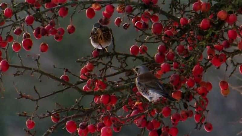 ¼Ƭ۲ (BBC) Winterwatch (BBC)ȫ1-Ļ/Ļ