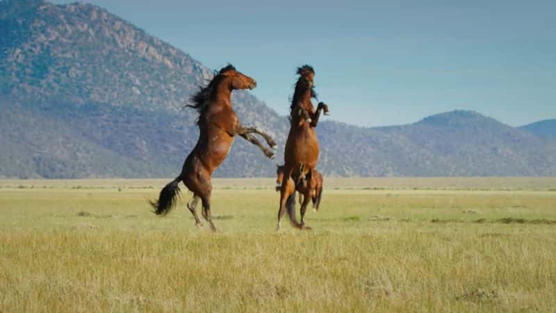 ¼ƬҰļ Wildest California1080P-Ļ/Ļ