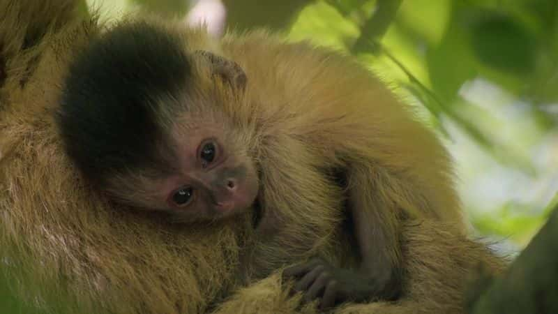 ¼ƬҰصȻ Wild Brazil - Mysterious Natural Paradiseȫ5-Ļ/Ļ