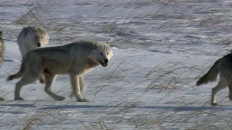 ¼ƬһֻΪ籩 A Wolf Called StormĻ/Ļ