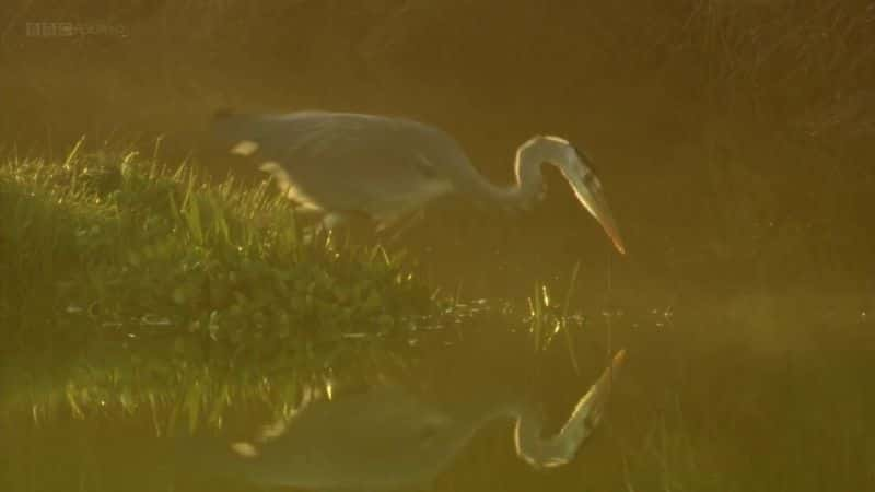 ¼ƬҰʿBBC Wild Wales (BBC)ȫ3-Ļ/Ļ