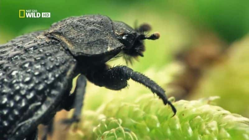 ¼ƬWildMedĵкɭ WildMed: The Last Mediterranean ForestĻ/Ļ