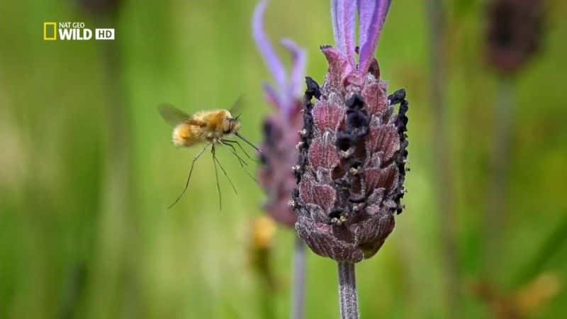 ¼ƬWildMedĵкɭ WildMed: The Last Mediterranean ForestĻ/Ļ