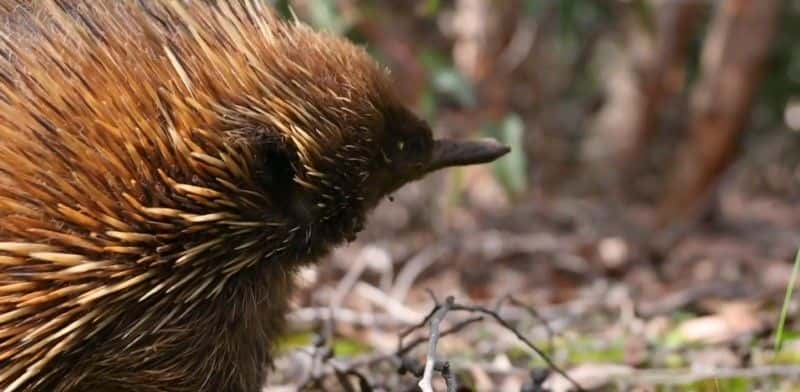 ¼ƬĴǵҰ֮ Australia's Wildlife: After the Fires1080P-Ļ/Ļ