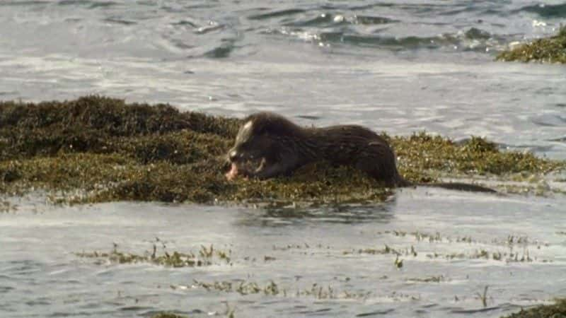 ¼ƬҰոˮ̡ȸͺ Wild Scotland: Otters Puffins and Sealsȫ1-Ļ/Ļ