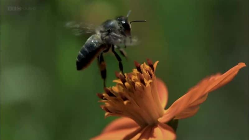 纪录片《蜜蜂的奇迹 The Wonder of Bees》[无字][BT][720P]资源下载