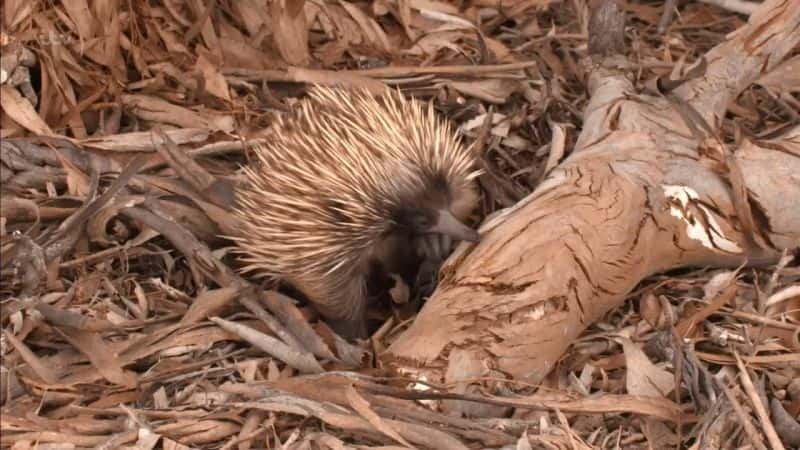 ¼Ƭס׶˹ (Ray Mears) İĴǻҰϵ 1 Australian Wilderness with Ray Mears Series 1Ļ/Ļ