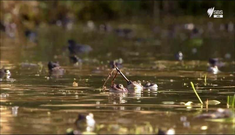 ¼ƬҰˮɾ Wild Hungary: A Water WonderlandĻ/Ļ