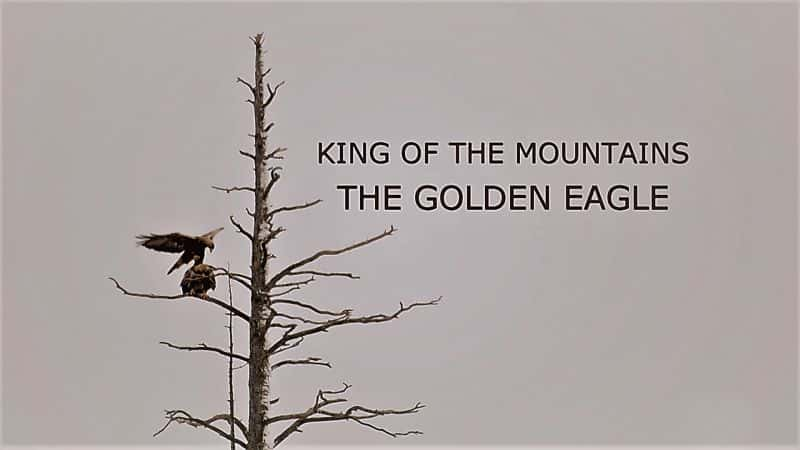 纪录片《阿尔卑斯山——金鹰之国 The Alps - Realm of the Golden Eagle》[无字][BT][720P]资源下载