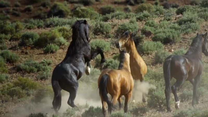 ¼ƬҰΰ߽ϵ 1 Wild West: America's Great Frontier Series 1Ļ/Ļ
