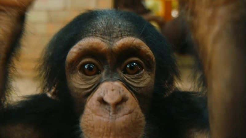 ¼Ƭ̾Ԯ Baby Chimp Rescue1080Pȫ1-Ļ/Ļ